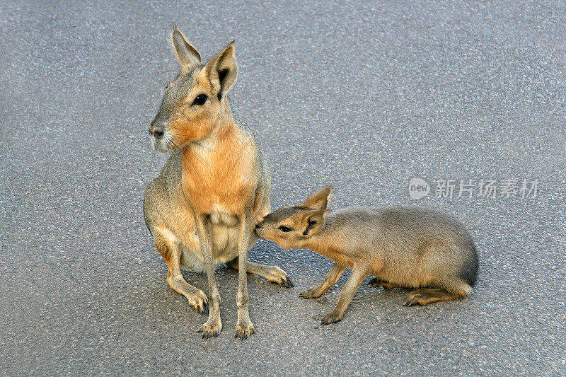 A Patagonian mara （Dolichotis patagonum） with young， Argentina